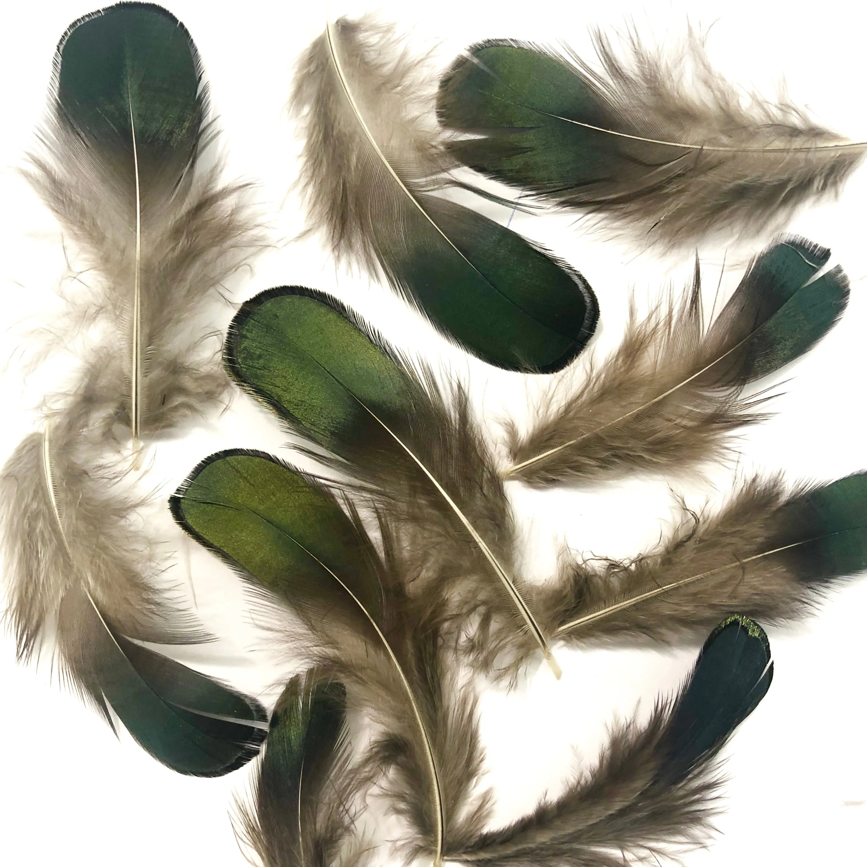 Natural Lady Amherst Jewel Pheasant Feather Plumage x 10pcs