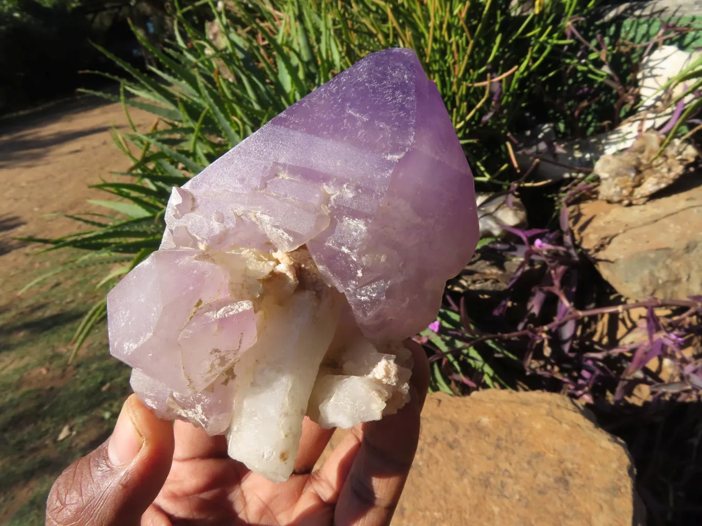 Polished Smokey Amethyst Window Quartz Crystals One In A Sceptre x 2 From Madagascar