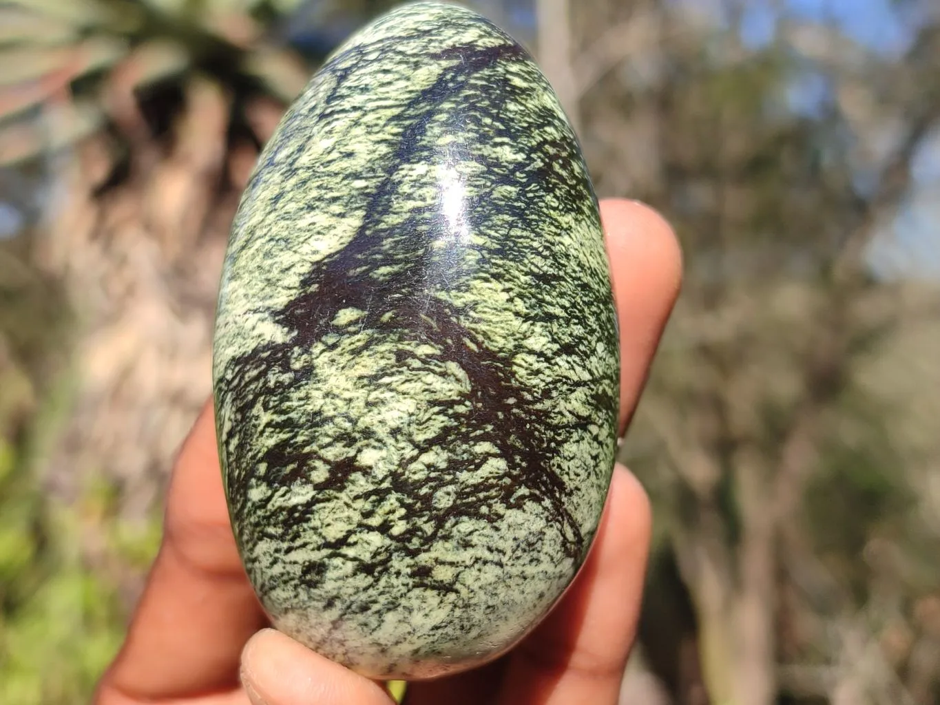 Polished Spotted Leopard Stone Gallets  x 6 From Zimbabwe